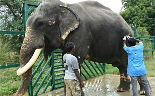 В Индии открыли первую в мире больницу для слонов