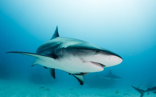 На Гавайях женщина погибла от нападения акулы