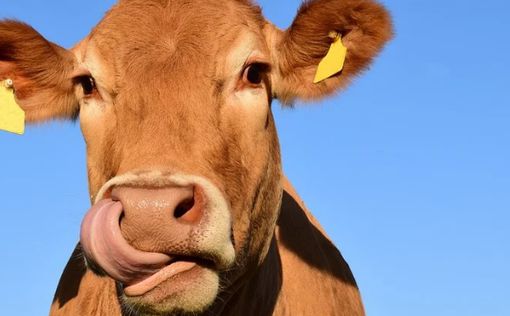 Глобальное потепление связали с коровами