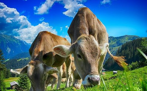 В Великобритании десятки коров затоптали вегетарианку