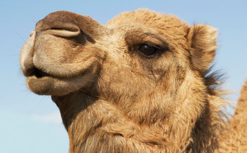 Виртуальный тур по пустыне Лива глазами верблюда