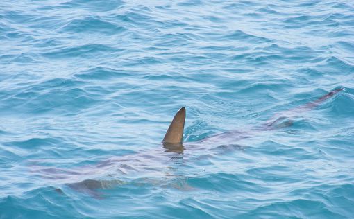 ОАЭ выпустили детенышей акул у побережья Дубая