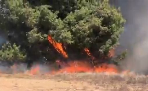 Огненный террор: юг Израиля охватили масштабные пожары