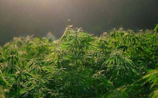 В Йерухам построят завод, где будут выращивать марихуану