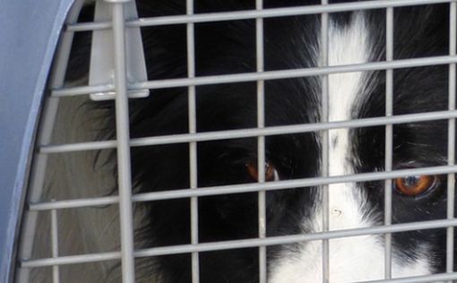 Из-за молнии: В Бен-Гурион совершил вынужденную посадку самолет с собаками