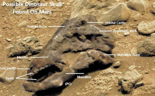 На Марсе найден "череп динозавра"
