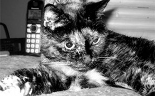 В США умерла самая старая на планете кошка