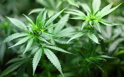 Законопроект о декриминализации марихуаны: почему не прошел в Кнессете