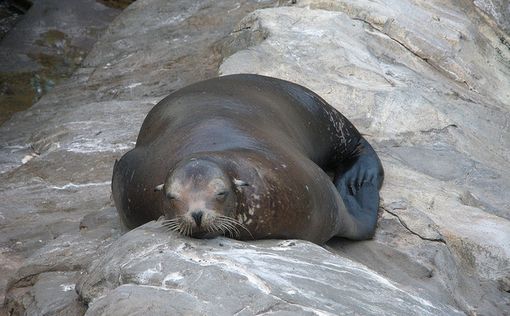 Тюлени угрожают британцам-"моржам"