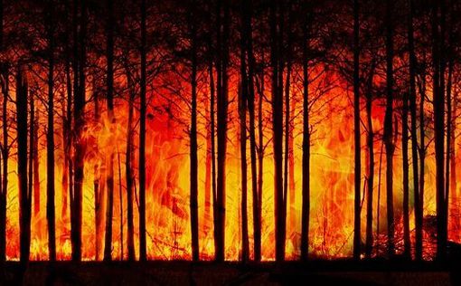Поселок Мицпе-Хагит эвакуировали из-за лесного пожара
