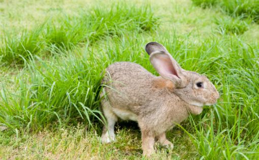 В Британии кролики откопали древний клад