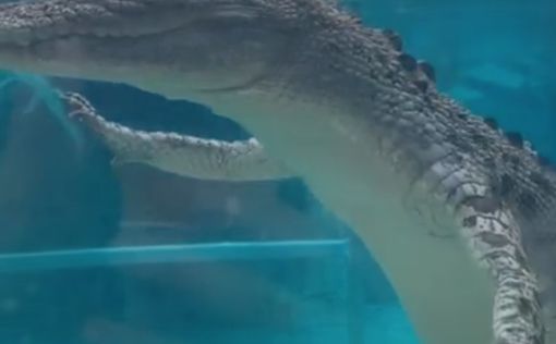 Крокодил с необычным стилем плавания прославился в сети