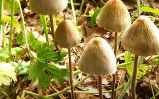 В Вашингтоне могут декриминализировать галлюциногенные грибы