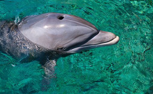 В Эйлате замечена стая дельфинов Риссо