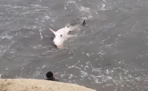 Белую акулу выбросило на пляж в Калифорнии. Видео