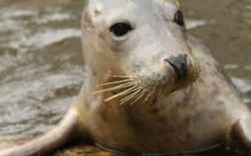Загадочная гибель тысяч тюленей на побережье Каспийского моря