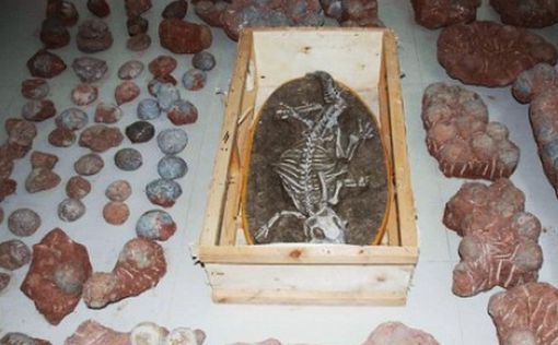 В Китае нашли скелет динозавра под лестницей дома
