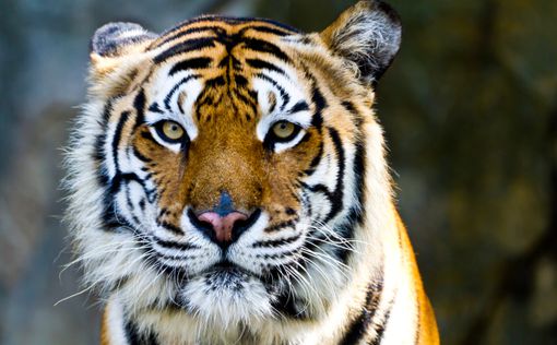Амурские тигры рвут когти из РФ в Китай