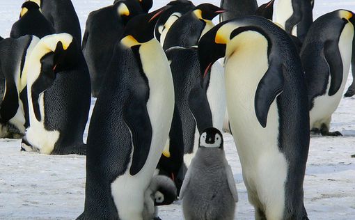 Императорские пингвины могут исчезнуть с лица Земли