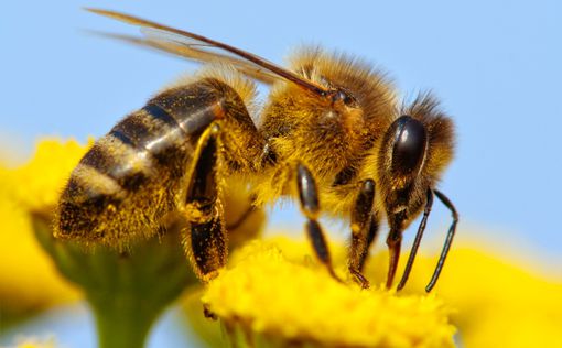 В Англии пришлось срочно посадить самолет из-за пчелы