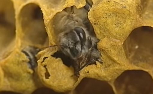 Вред пчелам: ЕС запретил пестицид компании Bayer