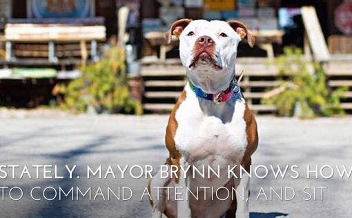 Собака стала мэром американского городка