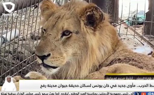 В Рафиахе эвакуировали не только жителей, но и зверей из зоопарка