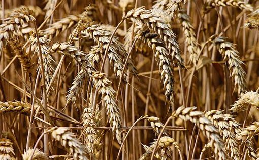 NYT: Россия пытается продать украденную в Украине пшеницу странам Африки