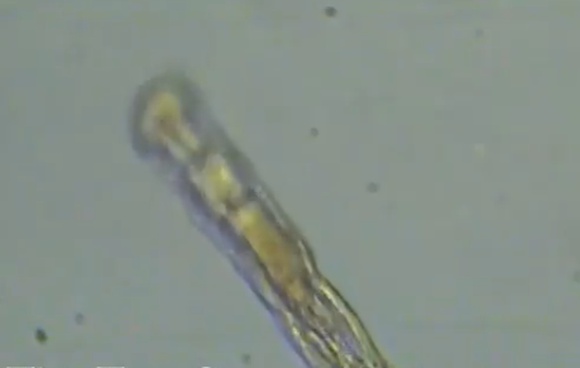 Открытие ученых: червь ожил после 24000 лет, проведенных во льду