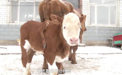 В Китае родился пятиногий бык