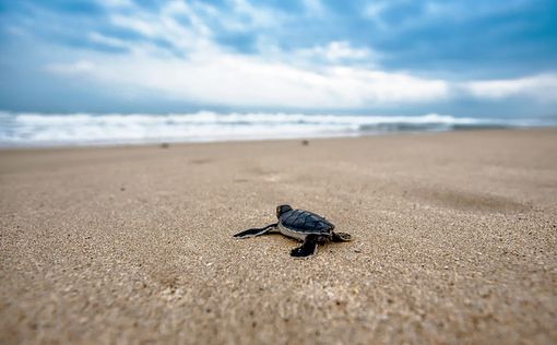 Зеленые черепахи путают пластик с морской травой