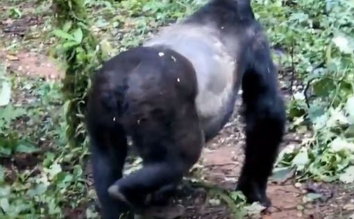 Уганда: убийцу редкой горной гориллы приговорили к 11 годам