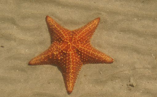 Ученые: секрет вечной молодости - в ДНК морской звезды