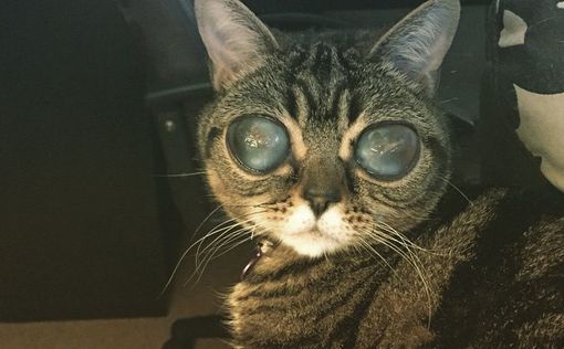 Из-за редкой болезни кошка стала похожа на инопланетянина