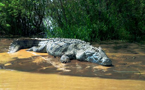 Посетители зоопарка забили до смерти крокодила в Тунисе