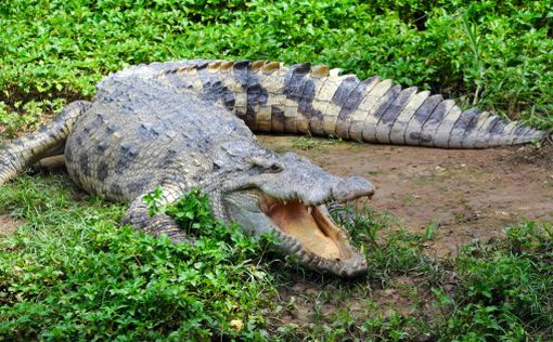 Израильские крокодилы угрожают Иордании и региону