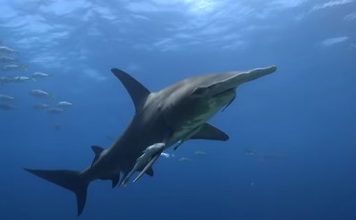 В Панаме открыли новый вид акул
