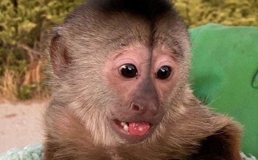 Курьез в США: обезьяна-воровка переполошила зоопарк, вызвав полицию | Фото: Офис шерифа полиции округа Сан-Луис-Обиспо в Facebook