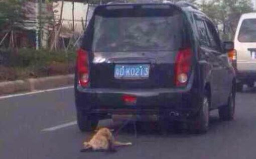 Китаец-садист проволочил привязанную собаку по автостраде