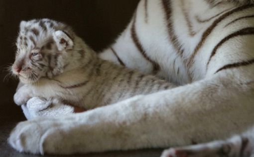 Мексиканский зоопарк показал гостям детенышей редкого тигра