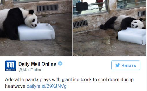 В Китае панда спасается от жары у глыбы льда