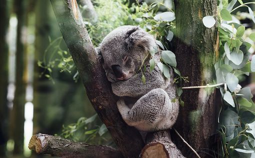 Власти Австралии выделят деньги на защиту коал