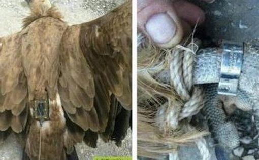 В Ливане поймали израильского орла-шпиона