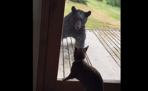 Бесстрашная кошка обратила медведя в бегство