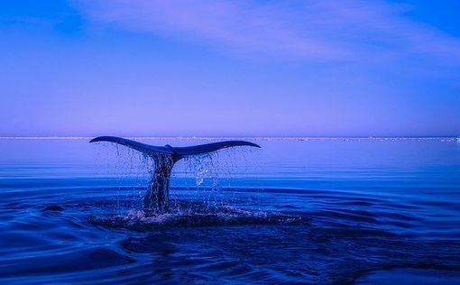 Горбатый кит проглотил двух отдыхающих (видео)
