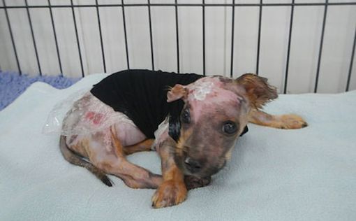 В Китае щенок пережил кастрюлю кипятка и падение с 4 этажа