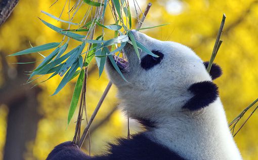 Власти Китая сообщили, что панда больше не вымирающий вид животных