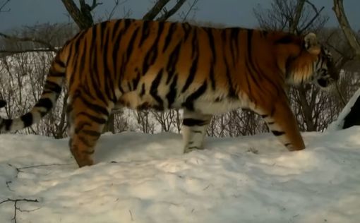 В Приморье тигрица знакомила детенышей с фотокамерой