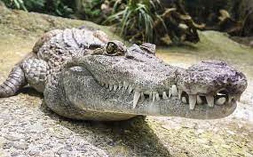 Житель Флориды сбил аллигатора: оба мертвы