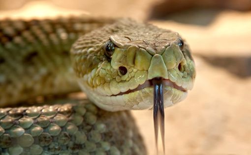 В Бейт-Ицхак женщину покусала змея